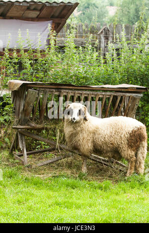 Poto of a lamb in the pen Stock Photo - Alamy