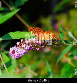 Butterfly Boloria Bellona leaning over Butterfly Bush Stock Photo