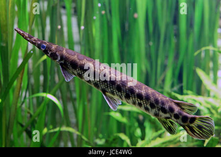 caiman fish lepisosteus oculatus Stock Photo