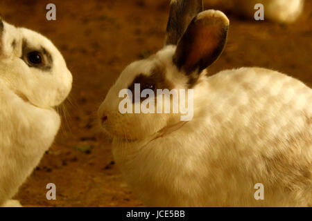 Pet rabbits gathered together in their enclosure Stock Photo