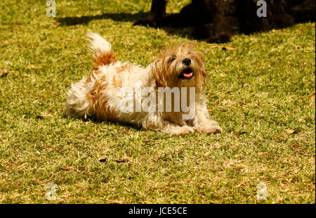 Wire haired Jack Russell stretching Stock Photo