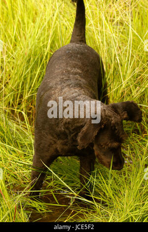 Black Russian Terrier hunting for frogs in the wetlands Stock Photo
