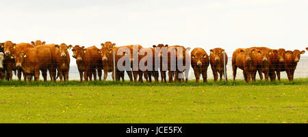 Stunning award winning beef cattle lined up Stock Photo