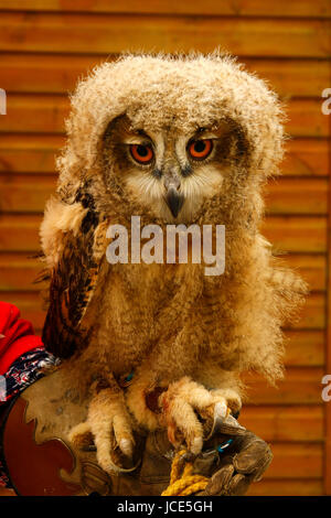 Fluffy baby Eurasian Eagle Owl Stock Photo