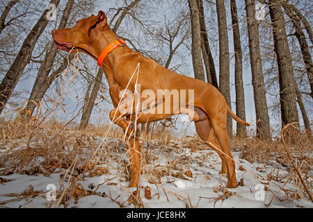 Hungarian Vizsla pointing dog at work in the forest Stock Photo