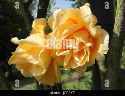 Rosa 'Lady Hillingdon' (Climbing Lady Hillingdon), a fragrant, apricot yellow climbing tea rose in full flower in June in an English garden Stock Photo