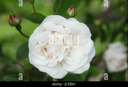 Rosa 'Blush Noisette' a fragrant, climbing rose - summer, UK Stock Photo