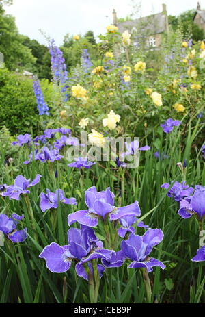 Iris Sibirica 'Silver Edge', a bright blue Siberian Iris in full bloom against  rosa 'Golden Celebration' in the border of an English garden June, UK Stock Photo