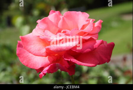 Rosa 'Fragrant Cloud', a scented hybrid tea rose flowering in the border of an English garden in June, UK Stock Photo