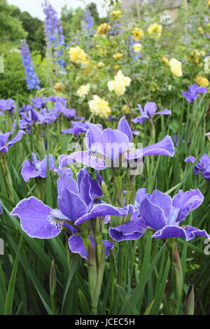 Iris Sibirica 'Silver Edge', a bright blue Siberian Iris in full bloom with  rosa 'Golden Celebration' in the border of an English garden June, UK Stock Photo