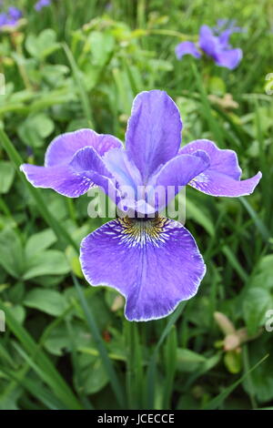 Iris Sibirica 'Silver Edge', a bright blue Siberian Iris in full bloom in the border of an English garden in June, UK Stock Photo