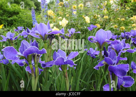 Iris Sibirica 'Silver Edge', a bright blue Siberian Iris in full bloom with rosa 'Golden Celebration' in the border of an English garden June, UK Stock Photo