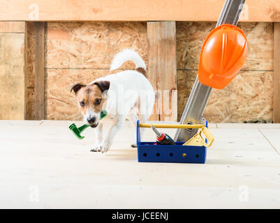 Dog at construction site coming on camera and fetching hammer Stock Photo