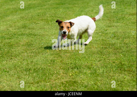 Dog catching soap bubbles with mouth on green grass background Stock Photo