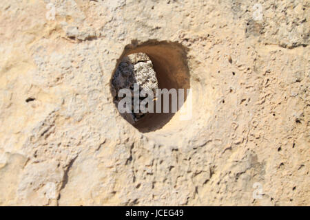 Ggantija neolithic megalithic 5500 years old prehistoric temple complex site Gozo, Malta Stock Photo