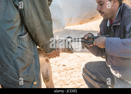 Farrier at work in a traditional countryside market in Morocco Stock Photo