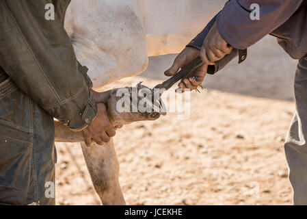 Farrier at work in a traditional countryside market in Morocco Stock Photo