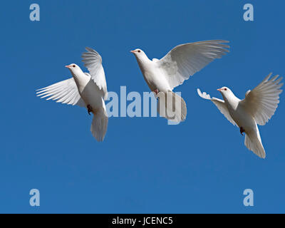 White Doves or Fan-Tailed Pigeons in an historic Dovecote Stock Photo