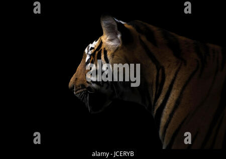 bengal tiger in the dark night Stock Photo