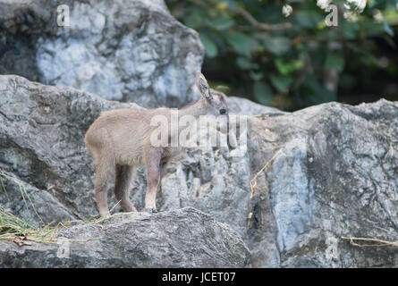 young goral ( Naemorhedus caudatus ) standing on the rock Stock Photo