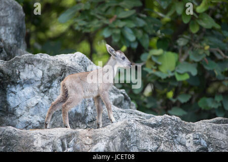 young goral ( Naemorhedus caudatus ) standing on the rock Stock Photo