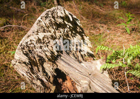 A well rotted tree stump in Roseisle Forest, Moray,Scotland. Stock Photo