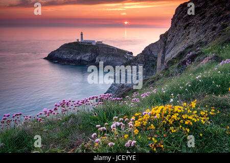 South Stack Lighthouse and Coastal Wildflowers at Sunset, Anglesey, North Wales, UK Stock Photo