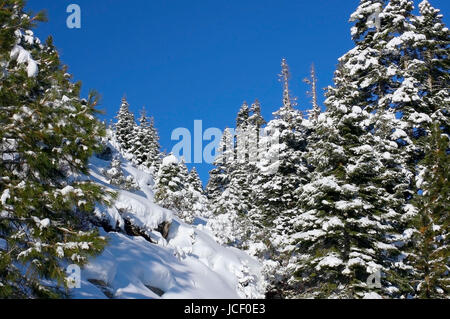 This is an image of a forest surounding Lake Tahoe after a heavy snow storm near Emerald Bay. Stock Photo
