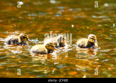 Ilkley, West Yorkshire, UK. 15th June, 2017. A warm day in Ilkley was ideal for messing about on the river, these young ducklings escaped the watchful eye of their mother to practise swimming on the River Wharfe. Taken on the 15th June 2017 in Ilkley, West Yorkshire. Credit: Andrew Gardner/Alamy Live News Stock Photo