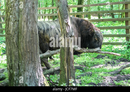 Bialoweza, Poland. 15th June, 2017. Zubron - the domestic cattle and wisent hybrid is seen in Bialowieza, Poland, on 15 June 2017  People enjoy sunny day and visit European bison Show Reserve in Bialowieza, to see European bisons (Zubr) and other animals. Credit: Michal Fludra/Alamy Live News Stock Photo