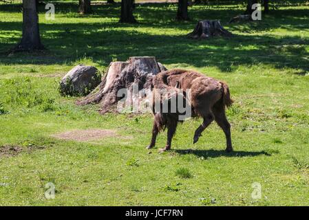 Bialoweza, Poland. 15th June, 2017. Zubr or wisent - the European Bison (Bison bonasus) is seen in Bialowieza, Poland, on 15 June 2017  People enjoy sunny day and visit European bison Show Reserve in Bialowieza, to see European bisons (Zubr) and other animals. Credit: Michal Fludra/Alamy Live News Stock Photo
