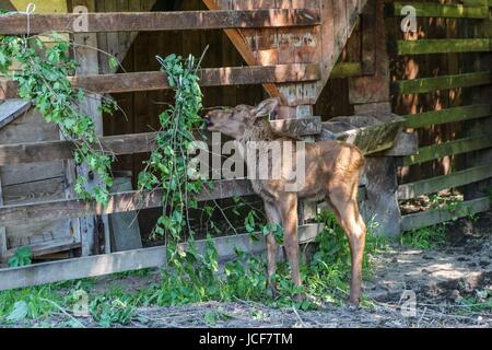 Bialoweza, Poland. 15th June, 2017. Baby moose is seen in Bialowieza, Poland, on 15 June 2017  People enjoy sunny day and visit European bison Show Reserve in Bialowieza, to see European bisons (Zubr) and other animals. Credit: Michal Fludra/Alamy Live News Stock Photo