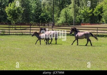 Bialoweza, Poland. 15th June, 2017. The tarpan type horse  (Equus ferus ferus), also known as Eurasian wild horse is seen in Bialowieza, Poland, on 15 June 2017  People enjoy sunny day and visit European bison Show Reserve in Bialowieza, to see European bisons (Zubr) and other animals. Credit: Michal Fludra/Alamy Live News Stock Photo