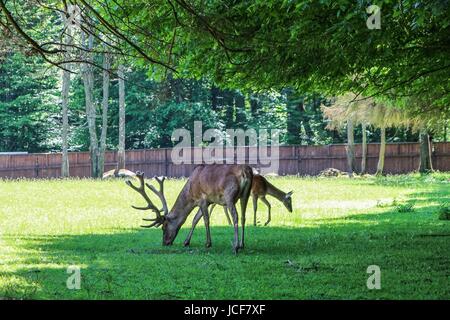 Bialoweza, Poland. 15th June, 2017. Red deer is seen in Bialowieza, Poland, on 15 June 2017  People enjoy sunny day and visit European bison Show Reserve in Bialowieza, to see European bisons (Zubr) and other animals. Credit: Michal Fludra/Alamy Live News Stock Photo