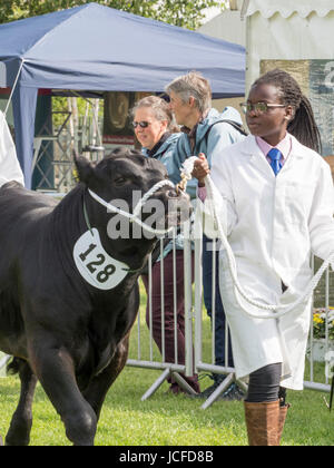 Aberdeen Angus bull at three counties show 2022 Stock Photo - Alamy