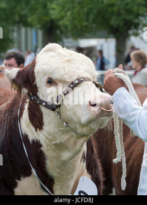 Malvern, UK, Friday 16th June 2017. Mature Hereford Bulls await the result of Judging in the show Credit: Ian Thwaites/Alamy Live News Stock Photo