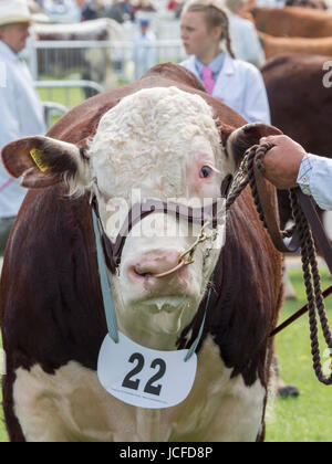 Malvern, UK, Friday 16th June 2017. Mature Hereford Bulls await the result of Judging in the show Credit: Ian Thwaites/Alamy Live News Stock Photo