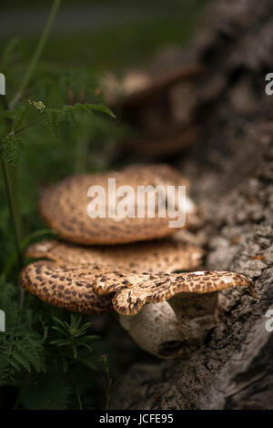 Shelf fungus on dead tree Killarney Provincial Park, Ontario, Canada ...