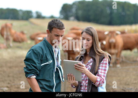 Farmer and woman in cow field using tablet Stock Photo
