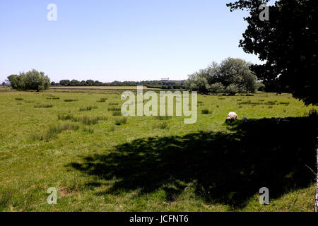 pastureland in the kentish area of wingham village uk june 2017 Stock Photo