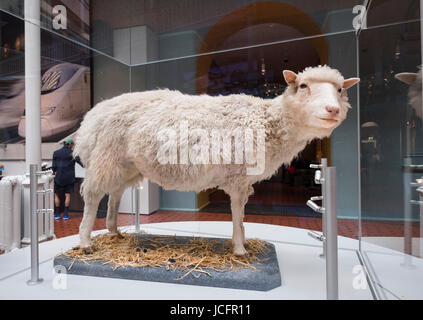 Dolly the sheep on display at National Museum of Scotland in Edinburgh, Scotland, United Kingdom Stock Photo