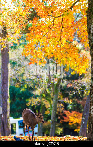 Deer near Todaiji temple in Nara, Japan for adv or others purpose use Stock Photo