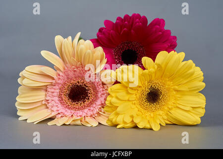 Three gerbera flowers: beige, yellow and purple on gray background Stock Photo
