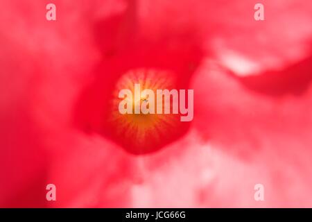 the inside of a pink flower small bug Stock Photo