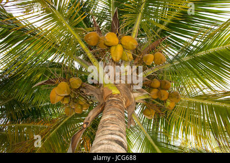 coconuts in a palm tree seen from ground Stock Photo