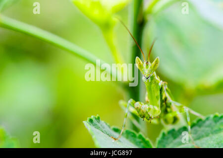 Creobroter Gemmatus, Jeweled Flower Mantis or Indian Flower Mantis on plant leaf Stock Photo