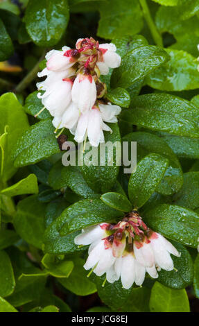 Lingonberry  (Vaccinium vitis-idaea) Stock Photo