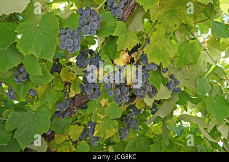 Nahaufnahme, blaue Trauben, kleine und reife Beeren am Weinstock Close-up, blue grapes, small and ripe berries on the vine Stock Photo