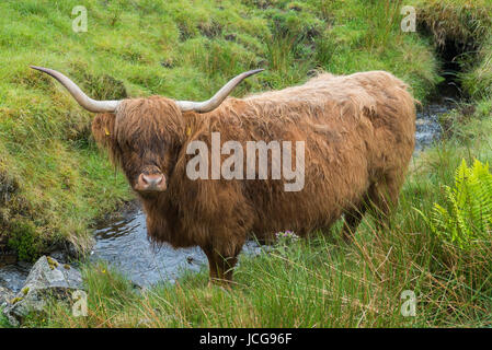 Scottish long haired Highland cow standing next to stream Stock Photo