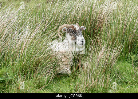 Scottish Blackface sheep lying in grass Stock Photo